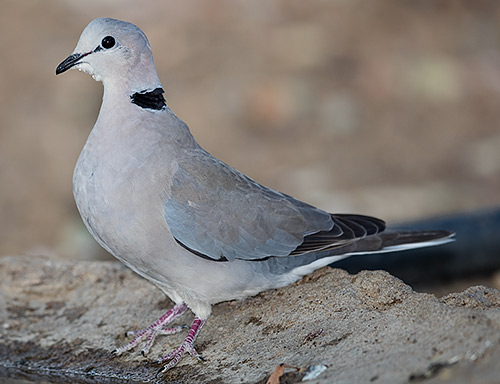 Cape Turtle Dove
